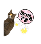 ちゃちゃまる！あれ？もめんともなか？！（個別スタンプ：5）