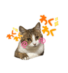 ちゃちゃまる！あれ？もめんともなか？！（個別スタンプ：13）