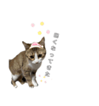ちゃちゃまる！あれ？もめんともなか？！（個別スタンプ：20）