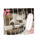 ちゃちゃまる！あれ？もめんともなか？！（個別スタンプ：23）