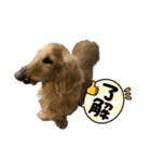 ちゃちゃまる！あれ？もめんともなか？！（個別スタンプ：24）