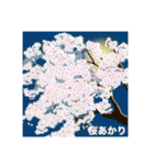 今年の桜スタンプ 桜② 優しい桜（個別スタンプ：32）