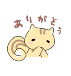 ねここりす（個別スタンプ：1）