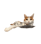 三毛猫たこわさスタンプ（個別スタンプ：2）