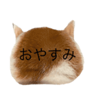 三毛猫たこわさスタンプ（個別スタンプ：3）