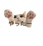 三毛猫たこわさスタンプ（個別スタンプ：4）