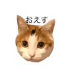三毛猫たこわさスタンプ（個別スタンプ：5）