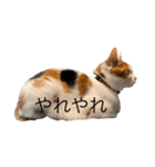 三毛猫たこわさスタンプ（個別スタンプ：6）