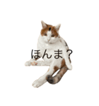 三毛猫たこわさスタンプ（個別スタンプ：7）
