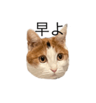 三毛猫たこわさスタンプ（個別スタンプ：9）