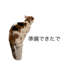 三毛猫たこわさスタンプ（個別スタンプ：12）