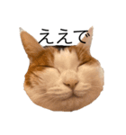 三毛猫たこわさスタンプ（個別スタンプ：13）