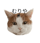 三毛猫たこわさスタンプ（個別スタンプ：14）