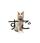 三毛猫たこわさスタンプ（個別スタンプ：15）