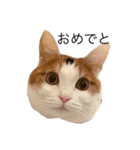 三毛猫たこわさスタンプ（個別スタンプ：16）