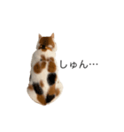 三毛猫たこわさスタンプ（個別スタンプ：23）