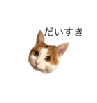 三毛猫たこわさスタンプ（個別スタンプ：24）