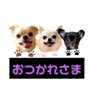 キキ＆ララ＆ルルスタンプ（個別スタンプ：15）