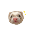 フェレットのむたくん（個別スタンプ：29）
