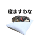 愛犬ぽんちゃんのスタンプ（個別スタンプ：2）