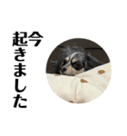 愛犬ぽんちゃんのスタンプ（個別スタンプ：3）