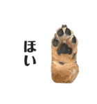 愛犬ぽんちゃんのスタンプ（個別スタンプ：5）