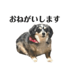 愛犬ぽんちゃんのスタンプ（個別スタンプ：6）