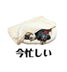 愛犬ぽんちゃんのスタンプ（個別スタンプ：10）