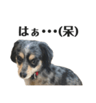 愛犬ぽんちゃんのスタンプ（個別スタンプ：11）