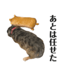 愛犬ぽんちゃんのスタンプ（個別スタンプ：12）