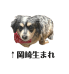 愛犬ぽんちゃんのスタンプ（個別スタンプ：13）