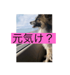 すみか 茨城弁 2（個別スタンプ：2）