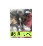 すみか 茨城弁 2（個別スタンプ：4）