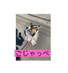 すみか 茨城弁 2（個別スタンプ：5）