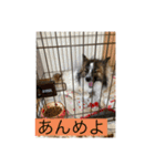 すみか 茨城弁 2（個別スタンプ：6）
