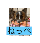 すみか 茨城弁 2（個別スタンプ：8）