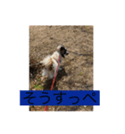すみか 茨城弁 2（個別スタンプ：10）