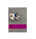 すみか 茨城弁 2（個別スタンプ：11）