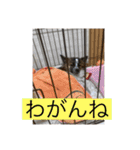 すみか 茨城弁 2（個別スタンプ：15）
