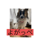 すみか 茨城弁 2（個別スタンプ：16）