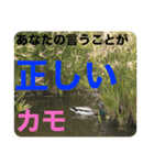 カモなる日々〜カワイイとりの写真（個別スタンプ：31）