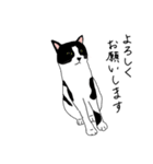 鼻が黒いはちわれ猫のスタンプ（個別スタンプ：5）