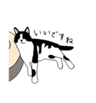 鼻が黒いはちわれ猫のスタンプ（個別スタンプ：12）