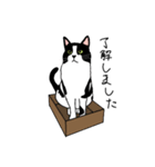 鼻が黒いはちわれ猫のスタンプ（個別スタンプ：14）