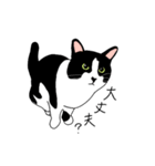 鼻が黒いはちわれ猫のスタンプ（個別スタンプ：16）