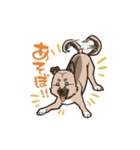 雑種犬あんず（個別スタンプ：19）