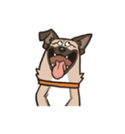 雑種犬あんず（個別スタンプ：21）