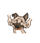 雑種犬あんず（個別スタンプ：31）