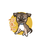 雑種犬あんず（個別スタンプ：37）