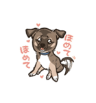 雑種犬あんず（個別スタンプ：38）